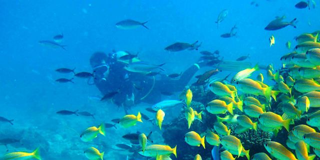 PADI Discovery Initiation diving in mauritius (11)